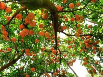 Loại quả đặc sản “tốt nhất thế giới” chỉ có ở Đồng Tháp, trồng một lần thu hoạch nhiều năm, tốt cho sức khoẻ