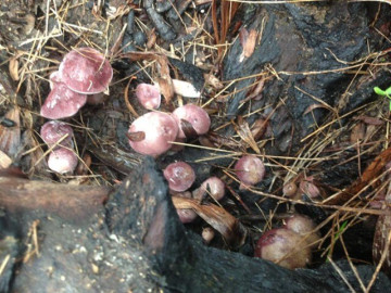 Đặc sản nhà nghèo "ngon hơn rau, bổ hơn thịt", nay làm thành đủ món ăn ngon giá 50.000 đồng/kg, tốt cho sức khoẻ