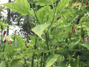 Tin tức - Loại quả "tốt nhất thế giới" chỉ có ở Tuyên Quang, thành đặc sản nổi tiếng được ưa chuộng, trồng 4 tháng cho thu hoạch