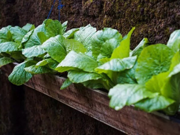 Sức khỏe - Loại rau tốt nhất thế giới được trồng bạt ngàn ở Việt Nam, thành đặc sản nổi tiếng chỉ từ 8.000 đ/kg, tốt cho sức khoẻ