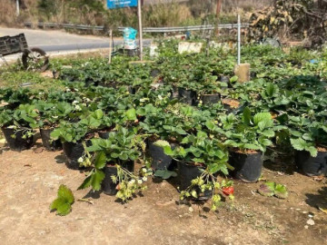 Loại quả "tốt nhất thế giới" chỉ có ở Sơn La, trồng 2 tháng cho thu hoạch, thành đặc sản nổi tiếng giá 250.000 đồng/kg