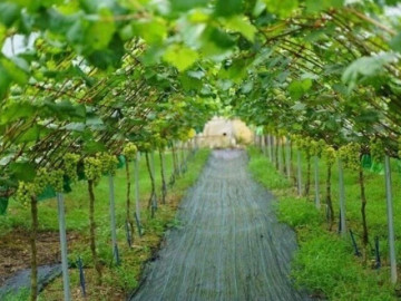 Sức khỏe - Loại quả đắt nhất thế giới, Việt Nam trồng 2 năm cho thu hoạch, thành đặc sản nổi tiếng tốt cho sức khoẻ