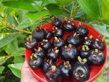 Loại quả tốt nhất thế giới chỉ có ở Khánh Hoà, trồng một năm cho thu hoạch, thành đặc sản nổi tiếng giá 200.000 đồng/kg