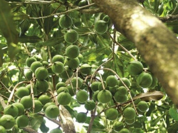 Loại quả đắt nhất thế giới, Việt Nam trồng bạt ngàn thu hoạch nhiều năm, thành đặc sản tốt cho sức khoẻ