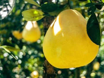 Loại quả "tốt nhất thế giới" chỉ có ở Vĩnh Long, trồng một lần thu hoạch nhiều năm, thành đặc sản được ưa chuộng