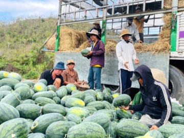 Giá dưa hấu còn 1.000 đồng/kg, nhiều hộ trồng lỗ hàng trăm triệu đồng