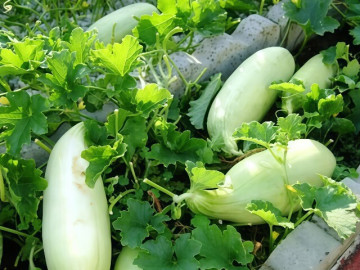 Sức khỏe - Món xưa chỉ nhà nghèo mới ăn, nay thành đặc sản lạ được người thành phố ưa chuộng, tốt cho sức khỏe