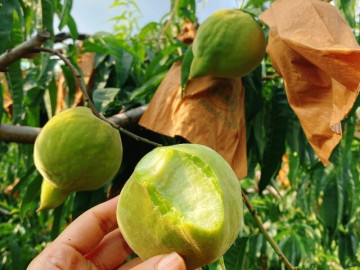 Loại quả “tốt nhất thế giới” chỉ có ở Lào Cai, thành đặc sản nổi tiếng 70.000 đồng/kg, trồng một lần thu hoạch nhiều năm