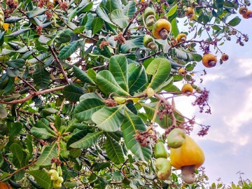Loại quả "tốt nhất thế giới" chỉ có ở Tây Nguyên, trồng một lần thu hoạch nhiều năm, thành đặc sản nổi tiếng 200.000 đồng/kg