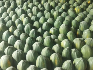 Loại quả "tốt nhất thế giới" chỉ có ở Tây Ninh, trồng 6 tháng cho thu hoạch, thành đặc sản tốt cho sức khoẻ