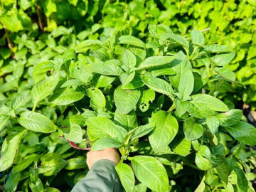 Cây rau dại mọc bờ rào nay thành đặc sản nổi tiếng có hương vị lạ, trồng 3 tháng là thu hoạch, 100.000 đồng/kg
