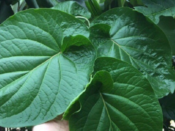 Cây mọc bờ rào được ví như "lá kim cương", trồng một lần hái bán quanh năm, thành đặc sản có hương vị lạ được ưa chuộng