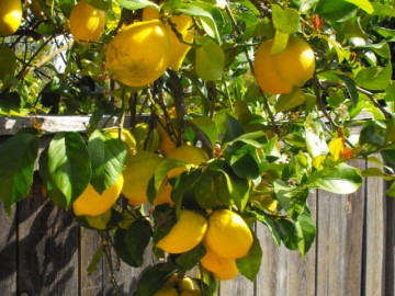 Loại quả tốt nhất thế giới chỉ có ở Lâm Đồng, trồng một lần thu hoạch nhiều năm, thành đặc sản tốt...