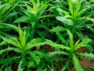 Cây mọc bờ rào được ví như "vua thải độc", trồng một lần hái bán quanh năm, thành đặc sản lạ ở thành phố