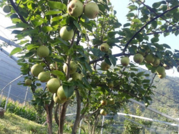 Sức khỏe - Loại quả "tốt nhất thế giới" chỉ có ở Tuyên Quang, trồng một lần thu hoạch nhiều năm, thành đặc sản tốt cho sức khoẻ