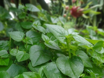 Cây dại ở bờ rào được ví như "thuốc bổ tự nhiên", nay thành đặc sản 80.000 đ/kg, trồng một lần hái bán quanh năm