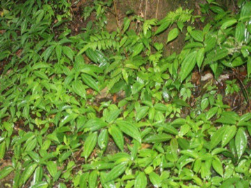 Cây dại mọc đầy bờ bụi xưa không ai biết đến, nay thành đặc sản nổi tiếng chỉ có ở Tây Nguyên, hương vị lạ