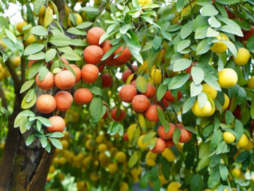 Loại quả "tốt nhất thế giới" chỉ có ở Tây Ninh, nghe tên đã thấy giàu sang, thành đặc sản tốt cho...