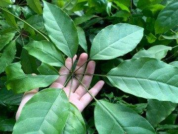 Cây dại mọc bờ rào có tên "ngượng đỏ mặt", xưa không ai biết đến nay thành đặc sản có hương vị lạ, 50.000 đồng/kg