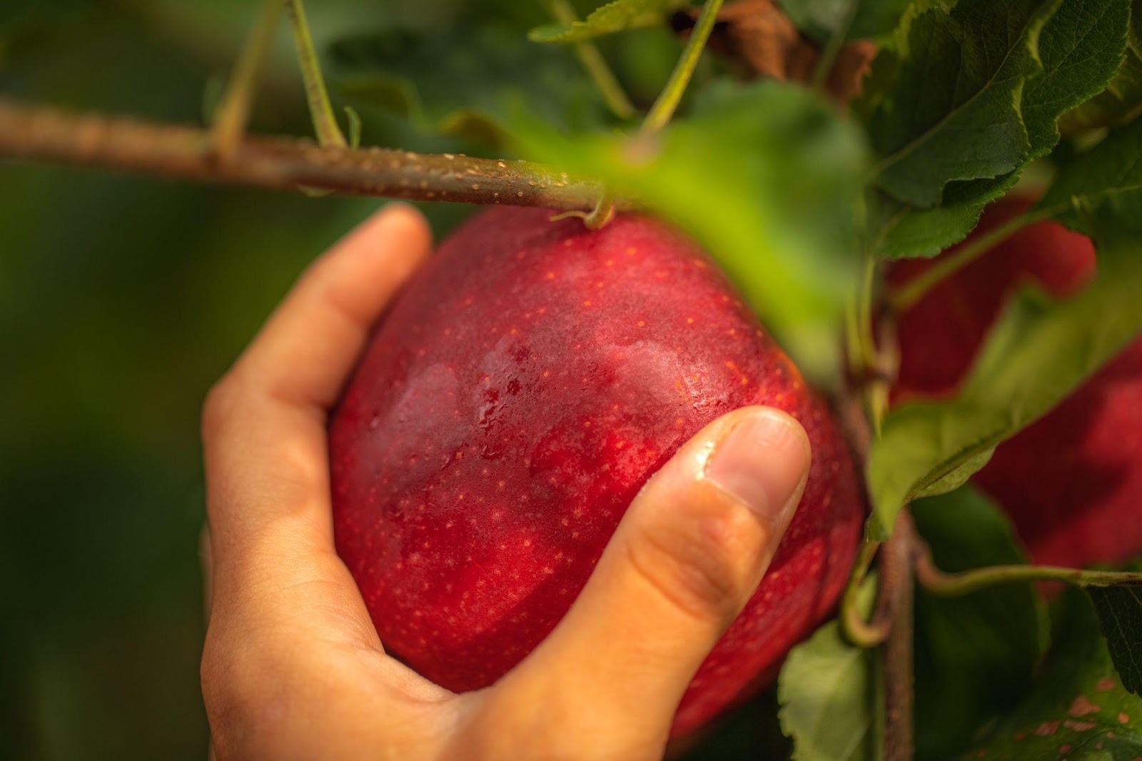 Táo được trồng và chăm sóc tại các nhà vườn ở Pháp (Ảnh: DNCC)