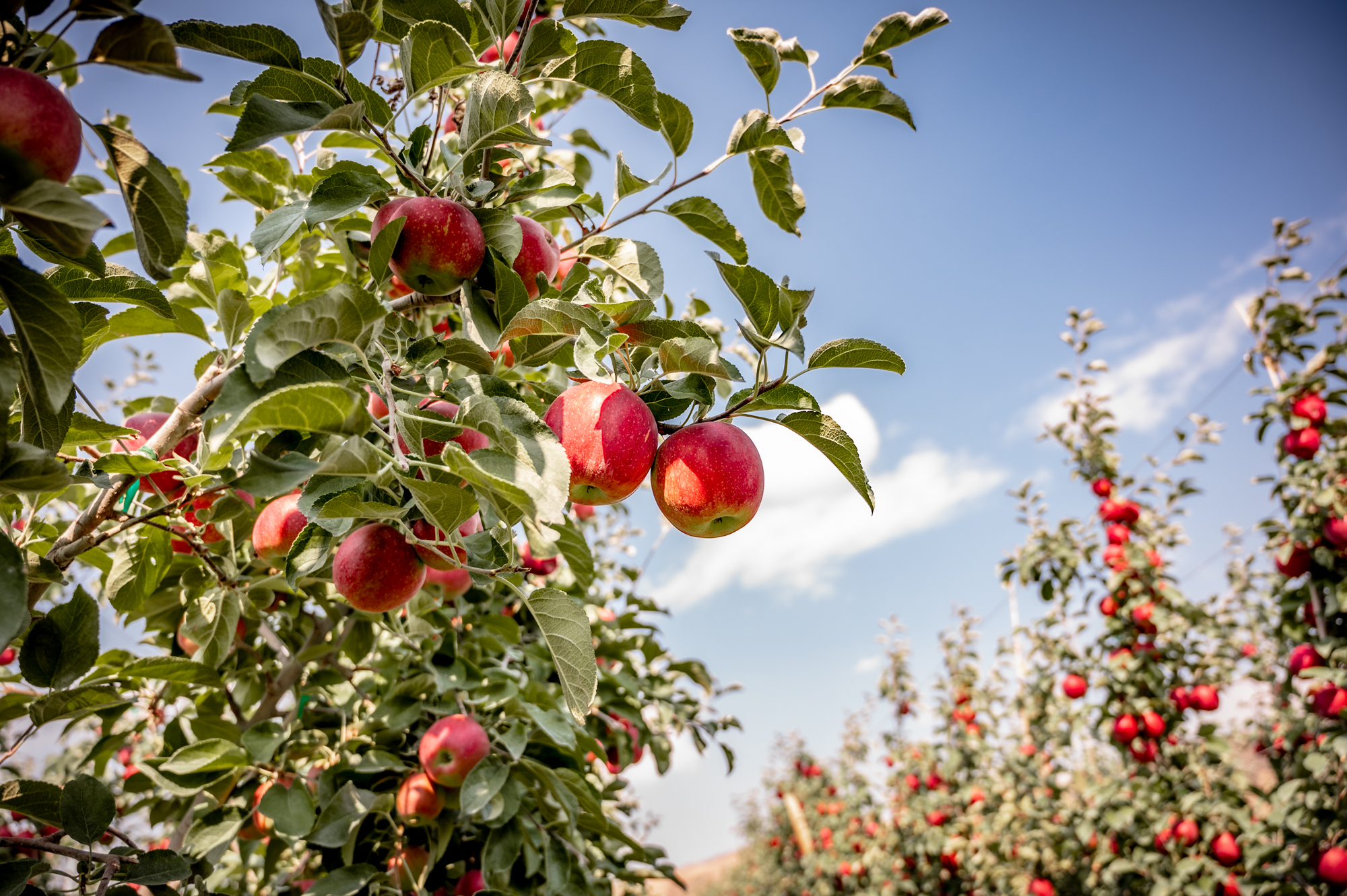 Washington Apples - Chuẩn mực nông sản Mỹ cho mâm Tết tròn vị của người Việt - 1