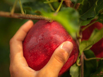 Vì sao gia đình Việt xem táo Pháp là “tiêu chuẩn vàng” khi chọn trái cây nhập khẩu?