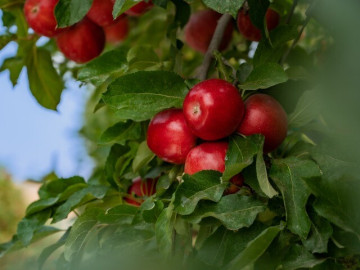 Washington Apples - Chuẩn mực nông sản Mỹ cho mâm Tết tròn vị của người Việt