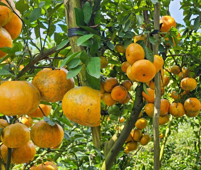 Quýt Hồng Lai Vung (Đồng Tháp) Có Dáng Tròn, Vỏ Mỏng Căng Bóng, Khi Chín Chuyển Sang Sắc Hồng Cam Bắt Mắt. Trái Quýt Mọng Nước, Vị Ngọt Thanh Pha Chút Chua Nhẹ, Không Hạt, Mùi Thơm Dễ Chịu, Từ Lâu Đã Trở Thành Đặc Sản Nổi Tiếng Gắn Liền Với Mỗi Mùa Tết Miền Tây. (Ảnh: Đâu Đó Cao Lãnh)