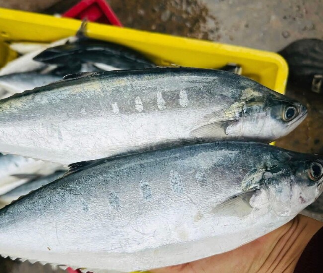 Cá lá tre là loài cá biển hiếm của miền Trung, nhiều nhất ở Quảng Trị. Cá có thân cong cứng, vảy xanh bóng, mắt trong. Thịt cá chắc, ngọt, thơm, từng gắn với bữa cơm nghèo của ngư dân ven biển nắng gió xưa quen thuộc một thời dài.