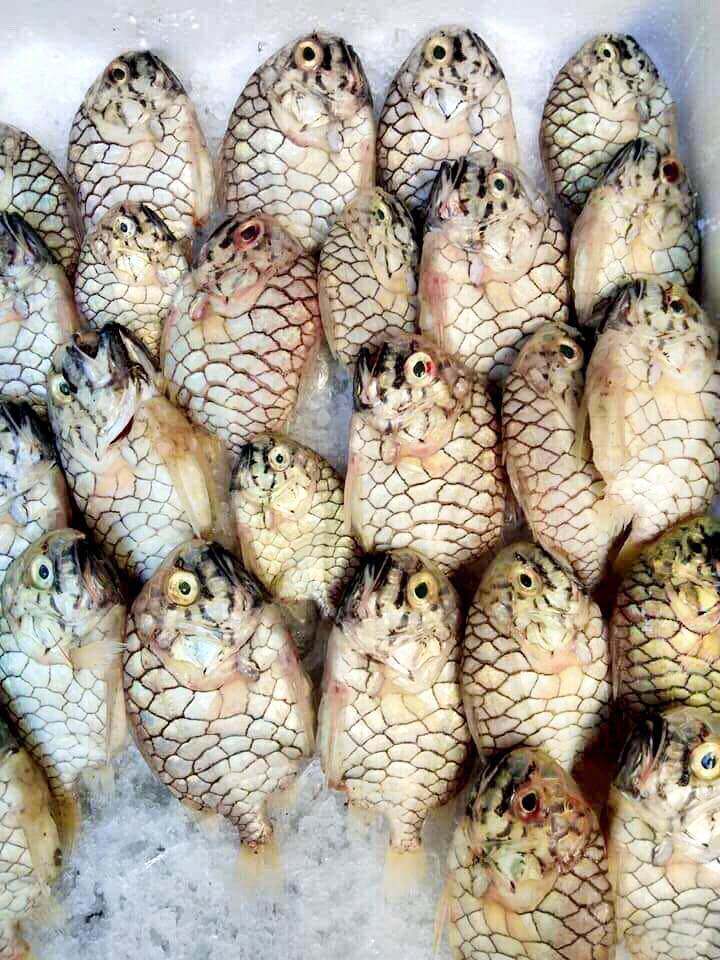 Thịt cá mãng cầu chắc, ngọt tự nhiên, gần như không tanh. Khi hấp, nướng hay nấu canh đều giữ hương biển đặc trưng, béo nhẹ, đậm vị.