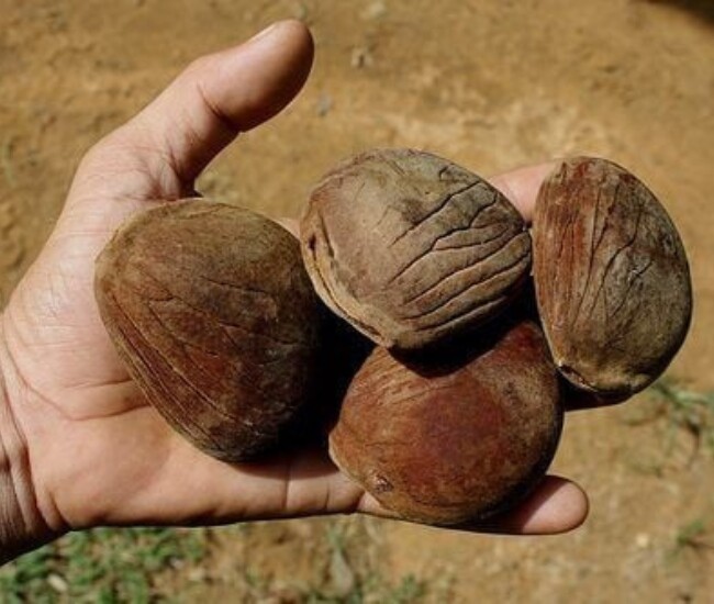 Cây đài hái, còn gọi là du qua, dây mỡ lợn, then hái, mác kịnh, mọc hoang trong rừng nguyên sinh các tỉnh miền núi phía Bắc. Lá, thân làm dược liệu, quả được xem là đặc sản rừng quý.