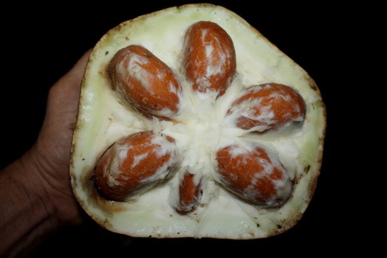 Quả đài hái được gọt vỏ, bỏ cùi để lấy hạt, sau đó tách vỏ cứng lấy nhân trắng. Nhân thái mỏng, xào cho ra dầu rồi dùng nấu ăn, đồ xôi, nấu canh hoặc băm nhuyễn nấu cháo.