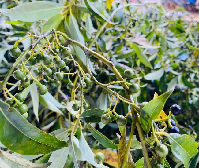 Cây sả rừng mọc dại ở bìa rừng vùng núi, thân gỗ, cành mảnh, cho quả nhỏ tròn như hạt tiêu, có mùi thơm cay ấm đặc trưng.