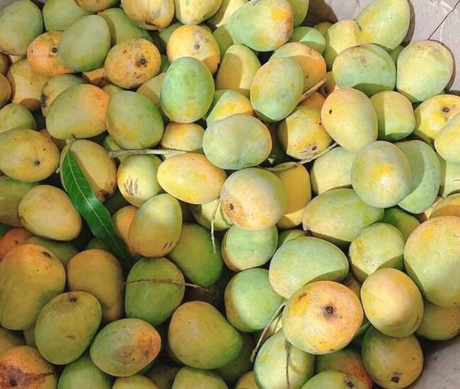 Xoài tròn Yên Châu là giống xoài bản địa quý hiếm, gắn bó lâu đời với đồng bào người Thái ở Sơn La. Quả nhỏ, tròn, vỏ xanh nhám điểm đốm nâu, không bắt mắt nhưng mang giá trị nguồn gen đặc biệt cần được bảo tồn.