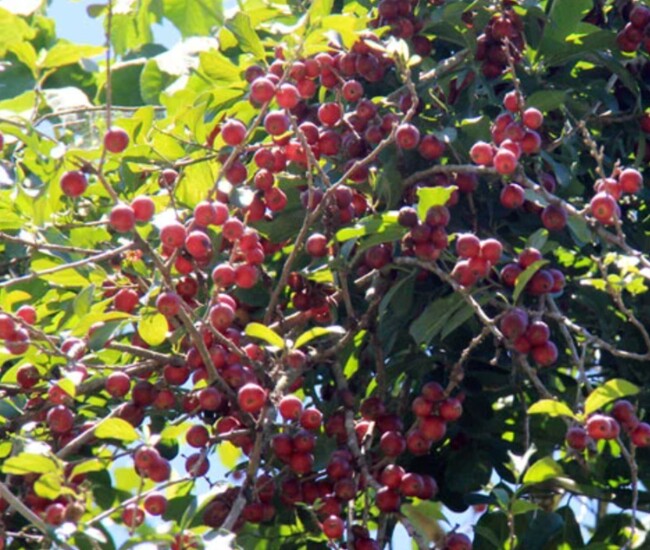 Trái quăng mọc hoang bìa rừng Trung, Nam Bộ, vỏ đỏ sậm, cơm mỏng, hạt to. Vị chua ngọt đặc trưng, gắn tuổi thơ nhiều người vùng quê.