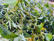 Lifestyle - Loại quả mọc dại ở bìa rừng Quảng Ngãi về phố thành đặc sản nức tiếng, bán "đắt như tôm tươi", giá 300.000 đồng/kg