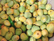 Lifestyle - Loài quả xưa không ai biết đến, nay thành đặc sản dân thành phố thích mê, hương vị đặc biệt