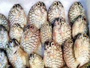 Lifestyle - Loài cá tên giống một loại trái cây, được "săn lùng" vì thịt thơm ngon, giá 500.000 đồng/kg