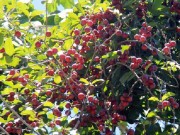 Lifestyle - Loại quả xưa không ai ngó ngàng giờ được dân thành phố ưa chuộng vì hương vị lạ, giá 30.000 đồng/kg