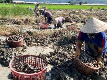 "Lộc trời" mọc dưới bùn xưa chẳng ai ăn, nay thành đặc sản dân thành phố lùng mua, giá đến 80.000 đồng/kg