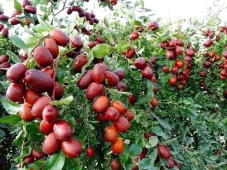 Sức khỏe - 11 loại quả giá “rẻ như cho” bán đầy chợ Việt, giàu vitamin và chất xơ, là “siêu dinh dưỡng” trong mùa lạnh