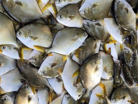 Loại cá có tên giống chim nghe rất hay, thịt lại thơm ngon béo ngậy, "bổ hơn cá hồi", giá 300.000 đồng/kg