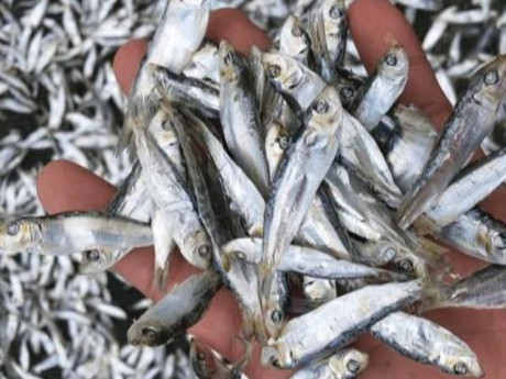 Sức khỏe - 13 loại cá giàu canxi, omega-3 biểu trưng cho sự may mắn, ở chợ Việt bán đầy, từ 15.000 đồng là mua được