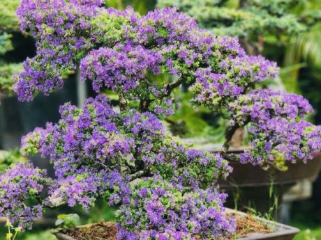 Xã Củ Chi, TPHCM có một "ông trùm" cây cảnh bạc tỷ, người mát tay đón lộc, nhà nghèo làm theo đều khá giả hẳn lên