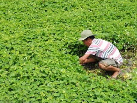 Loại rau giá rẻ được ví là “kháng sinh tự nhiên” có thể ăn hằng ngày, ức chế sự phát triển của vi khuẩn cực hiệu quả