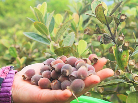 Nghề lạ ở Việt Nam: Trồng loại quả tím lịm thành đặc sản vạn người mê, nông dân đổi đời vươn lên làm giàu