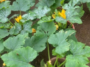 Sức khỏe - Loại quả ngon ngọt nhất trong họ nhà bí, đem xào sần sật ngon hơn thịt, giá 60.000 đồng/kg, tốt cho sức khỏe