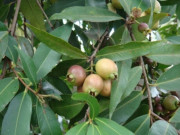 Lifestyle - 5 loại quả xưa rụng đầy gốc không ai ngó ngàng, nay lên đời thành đặc sản miền Tây được du khách thích mê