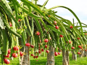 Sức khỏe - 12 loại quả tốt bậc nhất Việt Nam, tăng cường sức khỏe đường ruột bán đầy chợ với giá rẻ, từ 5.000 đồng là mua được