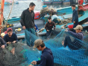 Tin tức - Hối hả cảng cá sớm tinh mơ